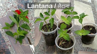 How to grow Lantana from cuttings  Propagate [upl. by Sholley281]