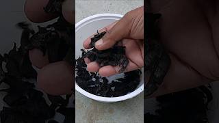 All Time FREE Fertilizer gardeningtips homemade shorts [upl. by Artimed]