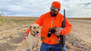 Believet Bird Dogs Flush South Dakota Pheasants  The Flush Season 12 Episode 1 [upl. by Ecal]