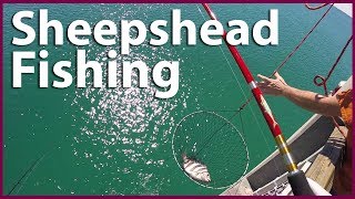 Sheepshead fishing at Okaloosa island pier [upl. by Pearce797]