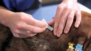 Applying a spot on treatment to your pet  Reservoir Vet Clinic [upl. by Kcirrad201]