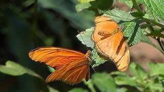 Leben und Sterben der SchmetterlingeThe butterflies living and dying [upl. by Odrick]