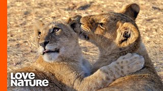 Adorable Lion Cubs Greet Newborn Cousins [upl. by Arykahs]