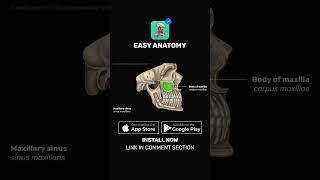 Paranasal sinuses  Anatomy amp Function  EasyAnatomy Shorts [upl. by Enram]