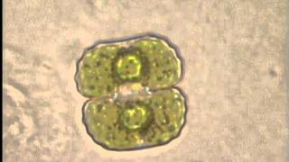 Binary fission of bacteria [upl. by Alyaj]