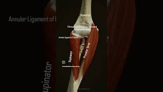 the supinator muscle originates from the leteral viralreels anatomy physiotharapist exercise [upl. by Straus]