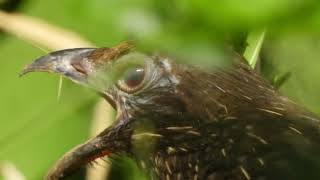 Coucal Pheasants Outstanding Nature DJ Different Calls of Coucal Bird [upl. by Arais]