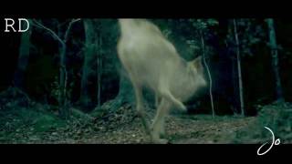 New Moon Movie Trailer 10 fan made [upl. by Ellmyer]