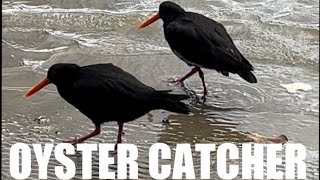 What are OysterCatchers 🦪🐦‍⬛ NewZealand Native birds newzealand birds animals [upl. by Ebony]