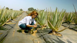 Modern Aloe Vera Agriculture Aloe Vera Farming amp Aloe Vera Harvesting Processing of Aloe Vera Gel [upl. by Matejka]