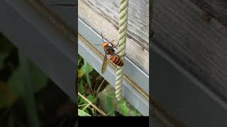 Giant Hornet Confused by Honeybees Rapid Movements [upl. by Nujra]