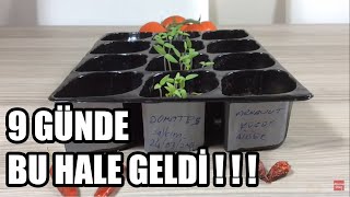 DOMATES ÇİMLENDİRME EN HIZLI METOD ve SONRASI EKİM Serpiştirme tomato [upl. by Darill]