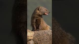 Egyptian Mongoose shorts wildlife animals [upl. by Annadroj]