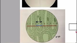 Eye piece graticule and stage micrometer part 1 Basics  Cell structure AS Level Biology [upl. by Wons]