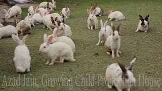 Cute Animal Rabbits as Pets Video  Rabbit Farming in India  Indian Rabbit  ढेर सारे खरगोश [upl. by Dranal846]