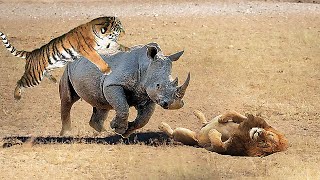 Rhino vs Lion amp Tiger Fight  Who Would Win [upl. by Oinimreh]