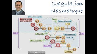 Coagulation Plasmatique [upl. by Spatz]