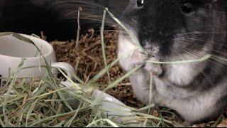 Chinchilla Trading Poop for Hay [upl. by Notkcorb323]