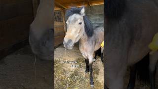 Die WAHRHEIT über Little Spirit 🥹🐴 ViktoriaSarina [upl. by Lionel758]