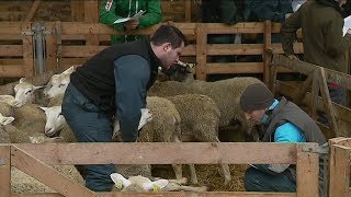 Finale bourguignonne des Ovinpiades [upl. by Oirogerg]