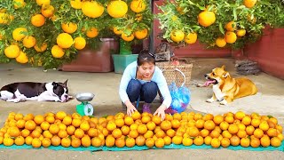 Harvesting Orange Goes To Market Sell Build a large luffa trellis  Nhất New Life [upl. by Stahl]