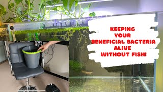 How to keep your beneficial bacteria alive without fish [upl. by Switzer683]