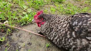 Hypnotizing a Chicken with the Kilcher Kids  Fun Farm Experiment [upl. by Akinehc]