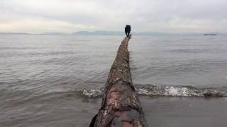 Funny Schipperke dog falls off a log [upl. by Callum]