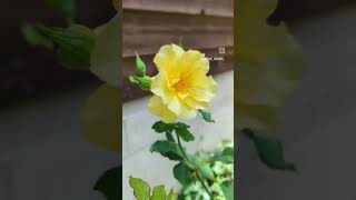 Yellow Rose of Texas [upl. by Aihsat]