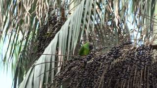 Duskyheaded Parakeet Aratinga weddellii [upl. by Jaban976]