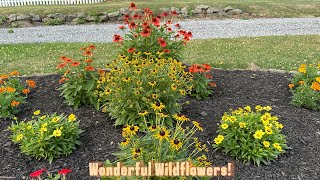 Wonderful Wildflowers BlackEyed Susans Coreopsis amp Coneflowers [upl. by Arihaz680]