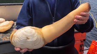 Amazing  Catching Big Monster Razor Clams  Super Fast Skill Catching Giant Geoduck [upl. by Dotty]