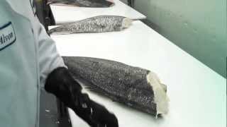 HOUSECUT certified  MSC Chilean Sea Bass filleted [upl. by Aloibaf]