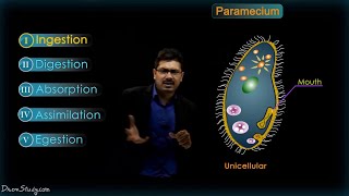 Life Processes  2 Chapter 6  Heterotrophic nutrition  CBSE Class 10 Science  Biology  Toppr [upl. by Barnes330]