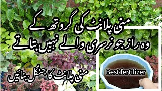 Best homemade orgenic fertilizer for money plantMoney plant care tips [upl. by Dowd346]