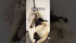 Professional Unpacker😂Проффесионал Распаковщик😂 pets dog familyru comedy youtube funny [upl. by Kiele]