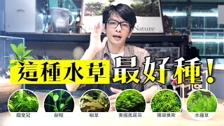 水草缸開缸囉【陰性水草篇】這種水草最好種 [upl. by Lednek]