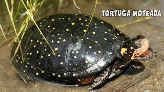 TORTUGA MOTEADA Cuidados y Alimentación  Clemmys guttata  AcuariosLP [upl. by Leoj]