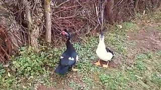 Hybrid Duck and muscovy flying [upl. by Stieglitz922]