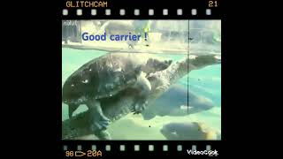 Une tortue se laisse porter par un alligator 😅😅 Good carrier  😅😅 tortue alligator [upl. by Naud]