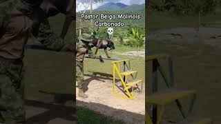 Pastor Belga Malinois Carbonado en Adiestramiento Canino 💀 adiestramientocanino entrenadorcanino [upl. by Channa]