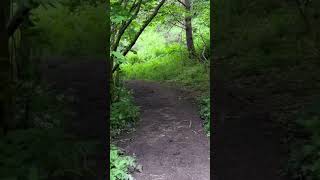 ASMR Nature Walk  Rosslyn Chapel Castle and Glen Subscribe and view the Full Video [upl. by Keven]