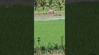 farming paddy cultivation delta tanjavur tyt shortsviral shortvideos [upl. by Ydnamron]