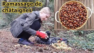 VLOG  Ramassage de châtaignes [upl. by Summons]