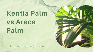 Kentia Palm vs Areca Palm 1 [upl. by Ecidnac]