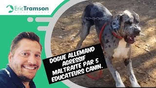 DOG ALLEMAND MAL EDUQUE ET DRESSER AVEC VIOLENCE PAR DES EDUCATEURS CANINS [upl. by Esenwahs]