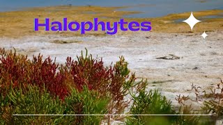 Halophytes Definition adaptations for osmotic adjustments [upl. by Raval]