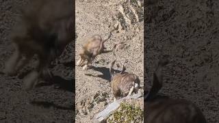 Astore MARKHOR youtubeshorts wildlife reels nature gilgitbaltistan mountains shorts foryou [upl. by Reitrac501]