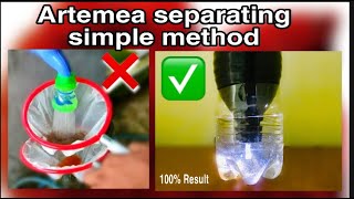 Artemia Separating Simple Method  Hatching Brine Shrimp For Betta Fry [upl. by Hinkel]