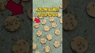 KOLONI SEMUT BERPESTA SOSIS 🍖 eksperimen kolonisemut semuthitam semutkecil hewanlucu [upl. by Enahc736]